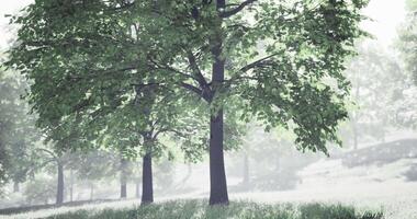 CGI Lush green trees standing in a serene landscape with soft fog video