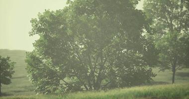 CGI Lush green landscape with trees surrounded by mist during early morning video