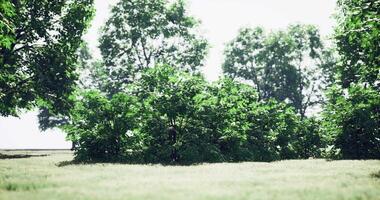 CGI Lush green bushes surrounded by tall trees in a peaceful park setting video