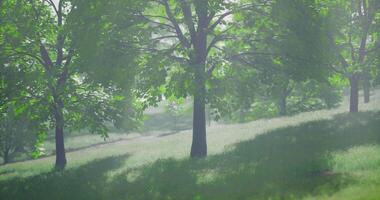 CGI Serene morning in a lush green forest with vibrant trees and soft light video