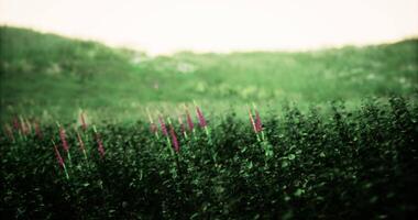 CGI Beautiful wildflowers bloom in a vibrant green field during springtime video