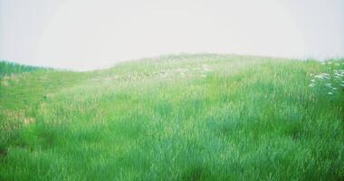 CGI Vibrant green grass field with scattered wildflowers under soft sunlight video