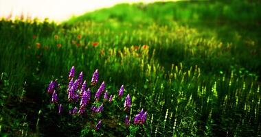 CGI Colorful wildflowers bloom in a vibrant green meadow during springtime video