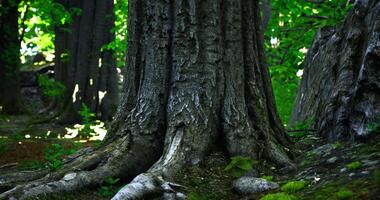 CGI Old tree trunk with detailed bark and strong roots in a lush forest setting video