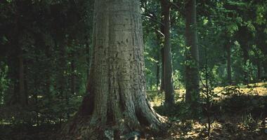 CGI Majestic tree stands tall in a serene forest bathed in soft sunlight video