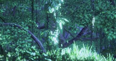 CGI Dense greenery in a tranquil forest setting filled with vibrant plants video