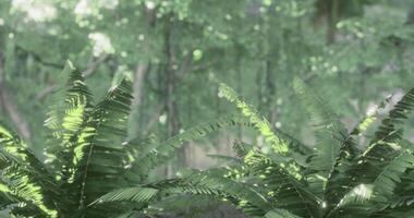 CGI Lush green ferns bathed in soft sunlight in a serene forest setting video