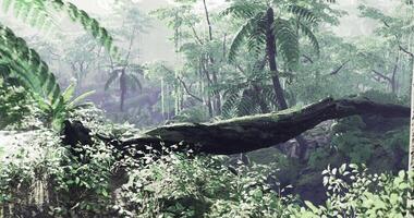 CGI Lush green rainforest with dense foliage and sunlight filtering through trees video