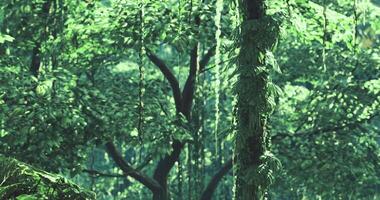 CGI Lush green trees and vibrant foliage create a serene forest atmosphere video