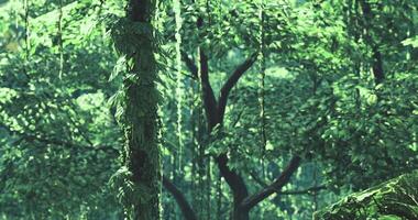 CGI Lush green trees covered in vines create a tranquil atmosphere in the forest video