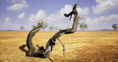 CGI Dry landscape features a twisted tree trunk under a blue sky with clouds video