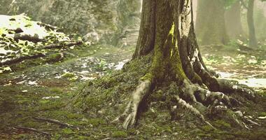CGI Majestic tree with roots in a peaceful forest setting during daylight video