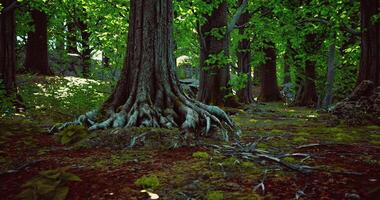 CGI Exploring the lush forest with vibrant trees and rich greenery during daytime video