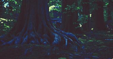 CGI Roots of an ancient tree in a lush forest during twilight hours video