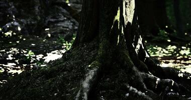 CGI Sunlight filtering through trees highlights roots in a tranquil forest setting video