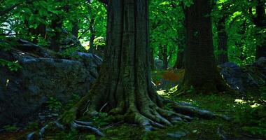 CGI Exploring the lush green forest with majestic trees and bright foliage video