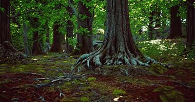 CGI Lush forest with ancient trees and vibrant greenery in a serene setting video
