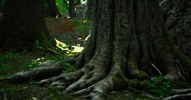 CGI Majestic tree roots in a vibrant forest during a sunny afternoon video