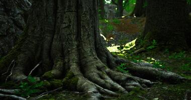 CGI Ancient tree roots emerge from the forest floor in a serene woodland setting video
