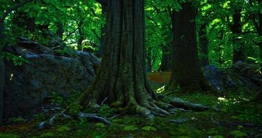 CGI Exploring the lush forest with towering trees and vibrant greenery video