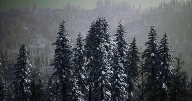 CGI Snow covered pine trees in a serene forest landscape during winter video