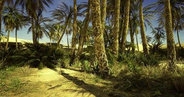 CGI Desert oasis with palm trees and lush greenery under clear blue sky video