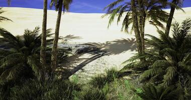 CGI Desert oasis with palm trees and sandy dunes under a clear blue sky video
