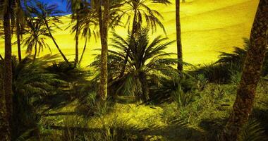 CGI Vibrant desert oasis with palm trees and golden sand under clear sky video