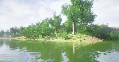 CGI Serenity of a riverside landscape with lush greenery and calm waters video