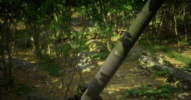 CGI Military mortar positioned among trees in a dense forest environment video