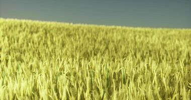 CGI Expansive golden wheat field swaying under clear blue sky during sunrise video