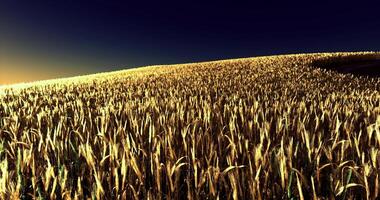 CGI Golden wheat field at sunset creating a serene landscape experience video