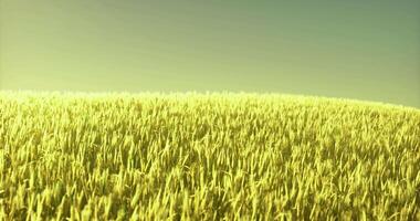 CGI Wheat field in golden sunlight during the late afternoon hours video
