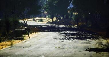 CGI Quiet dirt road winding through a lush green forest under bright sunlight video