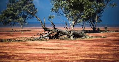 cgi torr landskap med fallen träd och gles vegetation i öppen terräng video