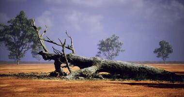 CGI Desolate landscape with fallen tree amid sparse vegetation in dry environment video