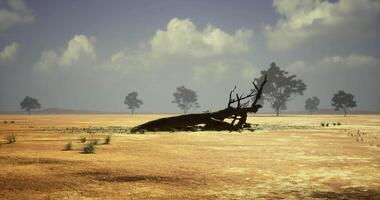 CGI Dried landscape featuring a fallen tree and sparse vegetation in a remote area video