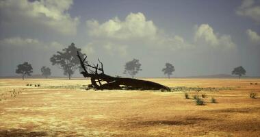 CGI Dry landscape with fallen tree and sparse vegetation under cloudy sky video