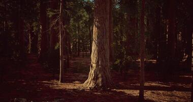 CGI Tall trees illuminated by soft sunlight in a tranquil forest setting video