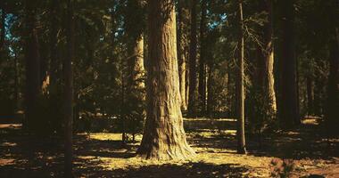 CGI Majestic tree standing tall under sunlight in serene forest setting video
