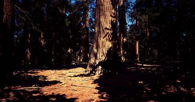 CGI Tall sequoia tree casting shadows in a dense forest during the daytime video