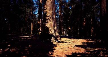 CGI Majestic tall trees create shadows in a dense forest under bright sunlight video