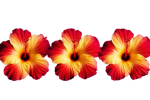 Three red and yellow flowers are shown in a row png