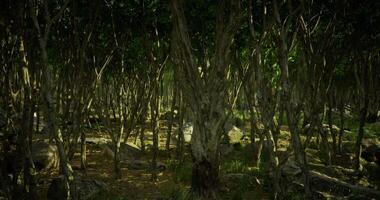 CGI Mysterious forest with twisted trees and dappled sunlight video