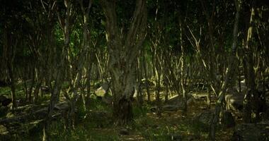 CGI Lush green forest with dense vegetation and sunlight filtering through trees video
