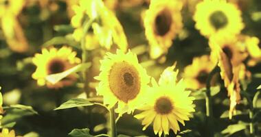 CGI Bright sunflowers bloom in a vibrant field under warm sunlight video