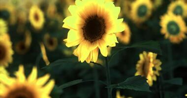 CGI Sunflower field in bloom during bright daylight against a clear sky video