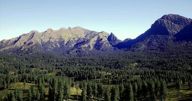 CGI Serene mountain landscape with dense pine forest under clear sky video