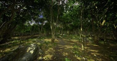 CGI Explore a lush forest path surrounded by vibrant greenery and rocks video