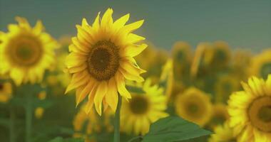 CGI Bright sunflowers blooming in a vast field during summer sunset video